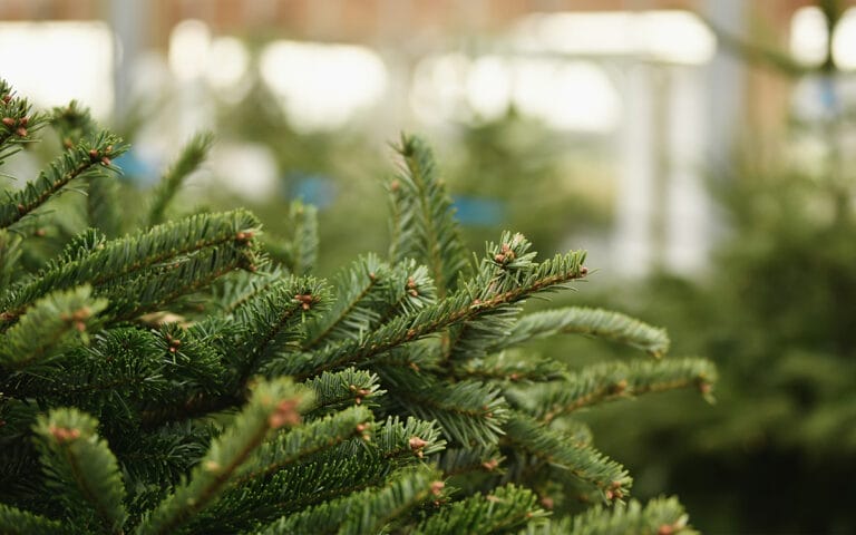 illust_foire_sapins_2023