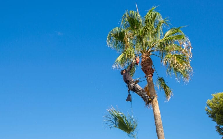 illust_elegage_palmiers