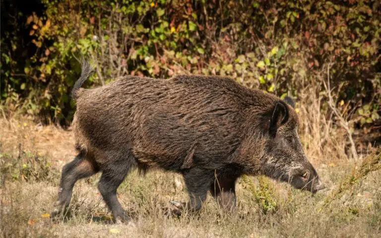 illust-battue-administrative