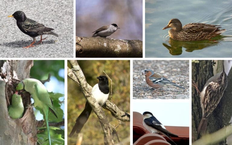 illust_LPO_25_octobre