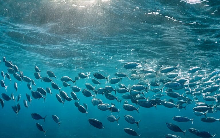 illust_peche_loisir_2026