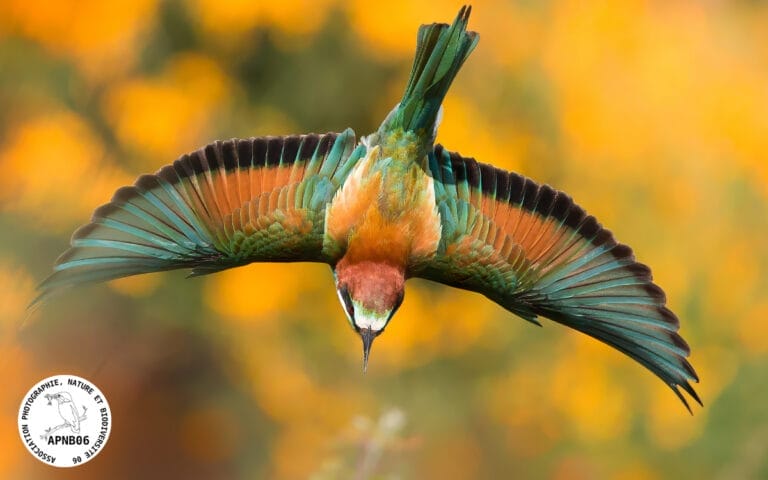 illust_une_vie_sans_ailes